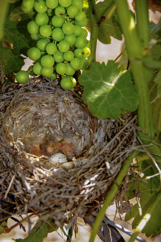 Ochoa birds nest